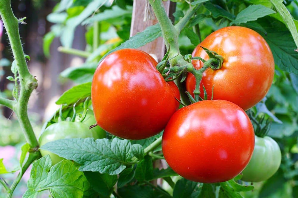 Tomaten, Kürbisse und Zucchetti benötigen zudem mehr Pflege und besondere Pflanzbedingungen. (Bild: © Margoe Edwards - shutterstock.com)