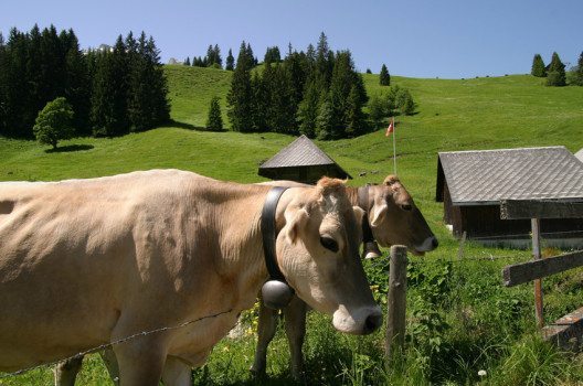 79,5 % des in der Schweiz verzehrten Fleischs stammen aus dem Inland. (Bild: photobank.ch – shutterstock.com)