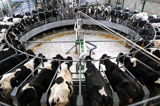 Die Fleischhersteller fusionieren zu immer grösseren Unternehmen. (Bild: polat – shutterstock.com)