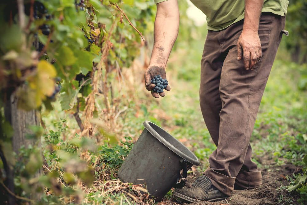 Die Ausbildung soll bei neuen Weinbetrieben verbessert werden. (Bild: © Stas Walenga - shutterstock.com)