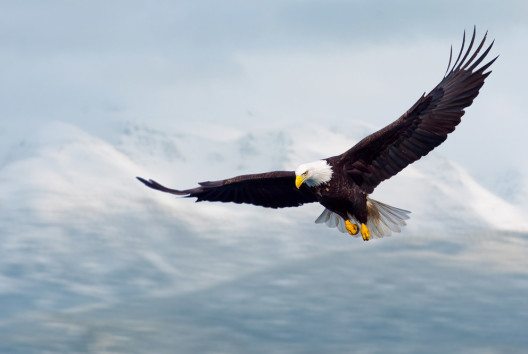 Seien Sie ein Adler, kein Huhn! (Bild: © FloridaStock / shutterstock.com) 